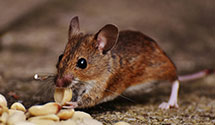 24 Hour & Emergency Exterminators in Midway, WV